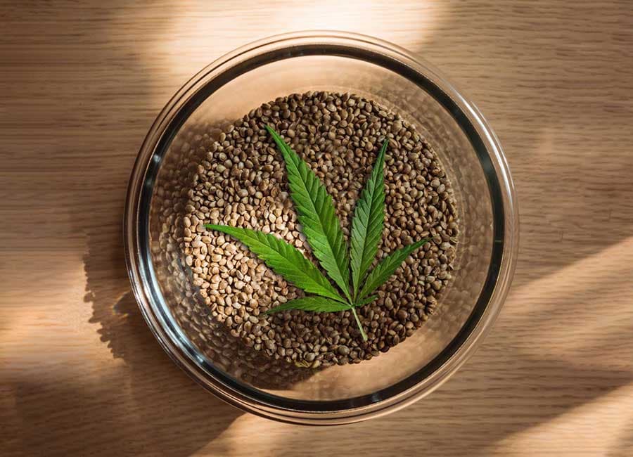 Vom Samen zum Rauch: Finden Sie die perfekten Cannabissamen für Ihre persönlichen Vorlieben
