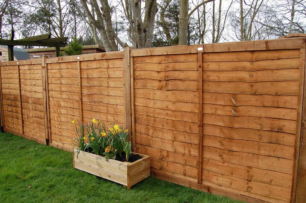 Gartenzaun-Kletterpflanzen: Weinreben für den optischen Reiz