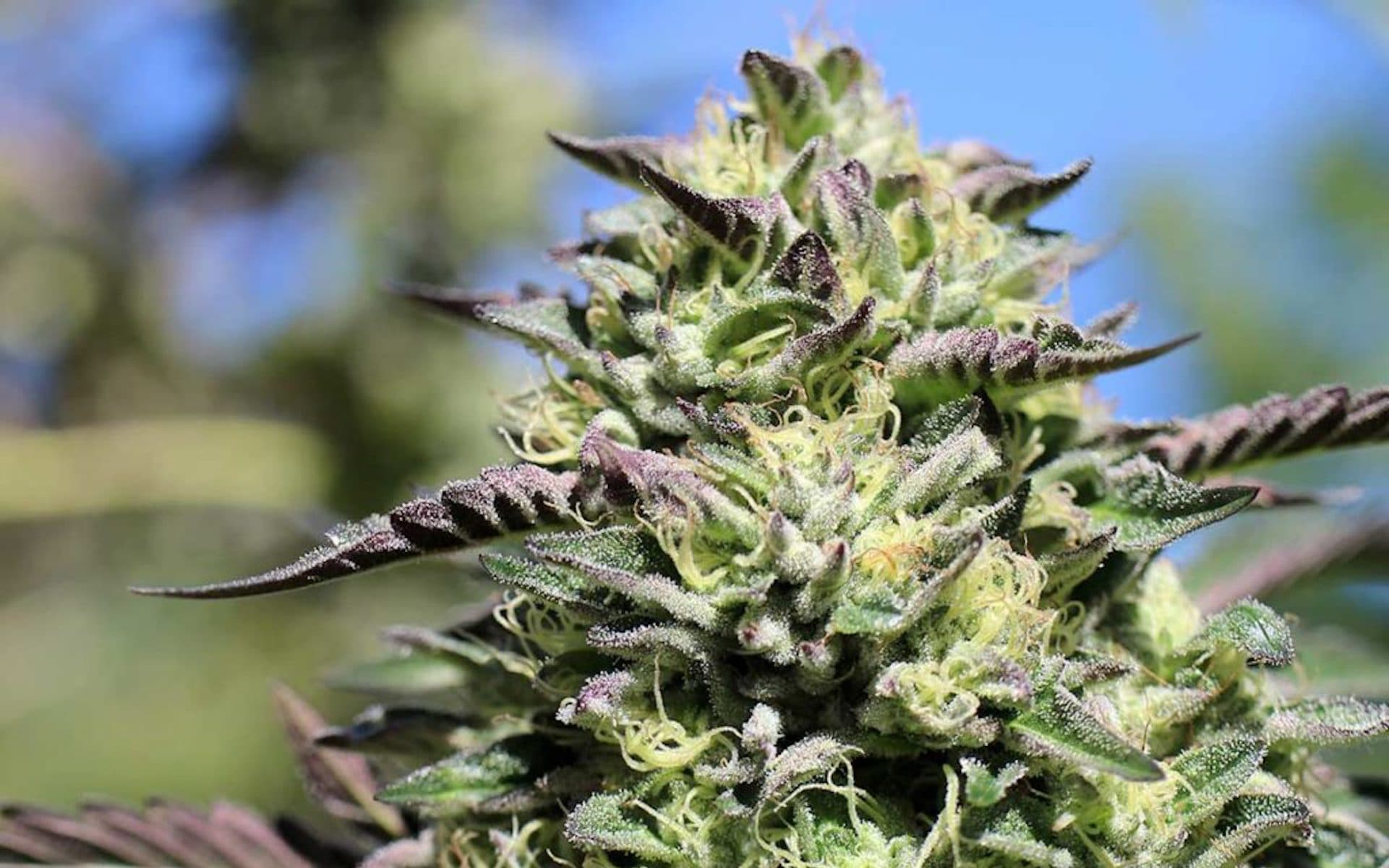 Cannabis Sativa: Die beliebtesten medizinischen Anwendungen