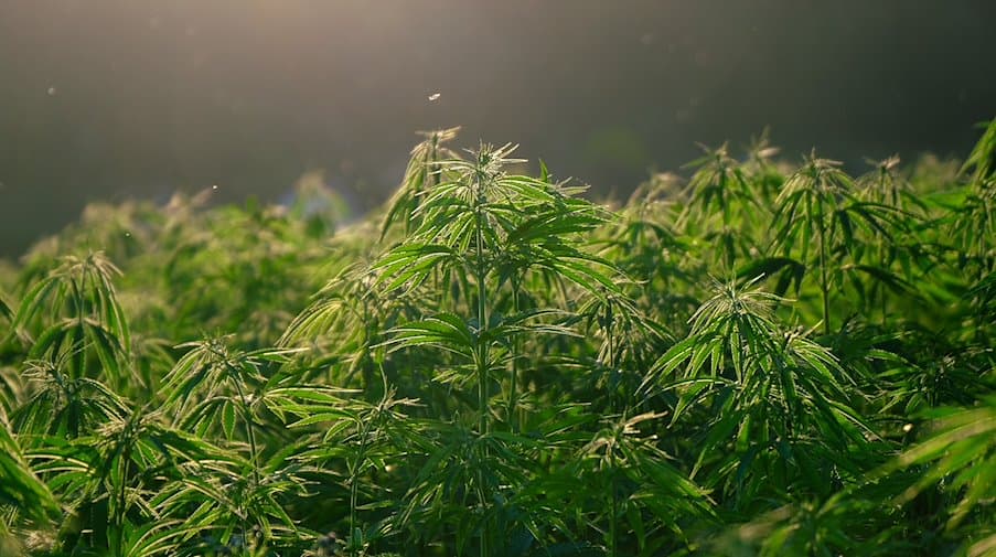 Anfängerhandbuch zu Rhino-Cannabissamen