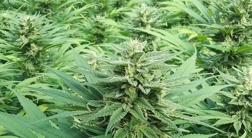 Testsieger: Wo kann man hochwertiges CBD kaufen?