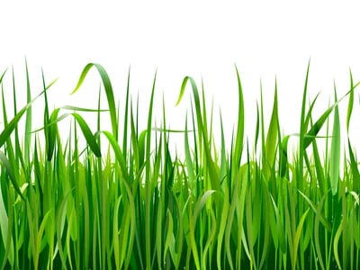 Cali Gras: Der Inbegriff von Qualität, Geschmack und Stil
