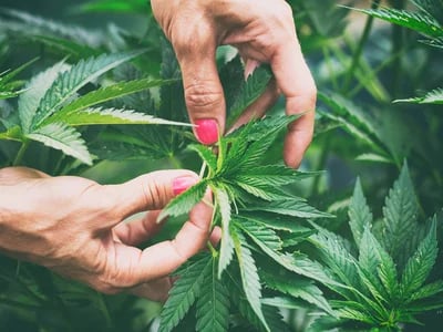 Cannabispflanzen, die im Freien wachsen (Erde in Töpfen) – Woche für Woche in der vegetativen Phase
