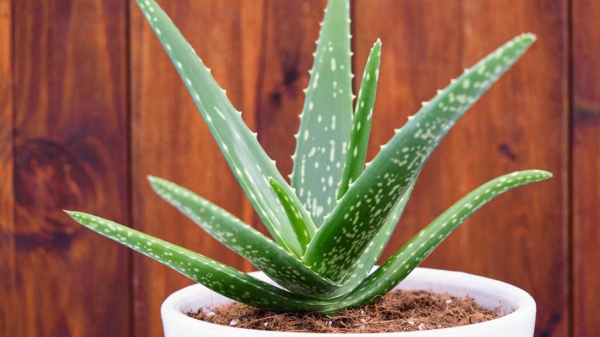 Aloe Vera Gelly Gel: Ein Muss für Ihre natürliche Hautpflege – vom unabhängigen Distributor empfohlen
