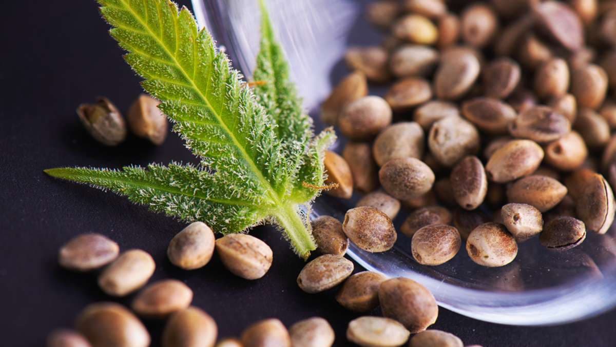 Gratis Cannabis Samen in der Gastronomie