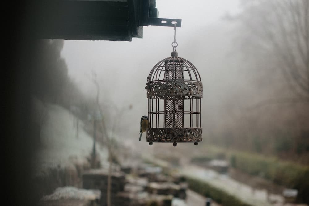 Vom Schnabel bis zur Kralle: Erleben Sie die Majestät der Vögel im Bird Shop!