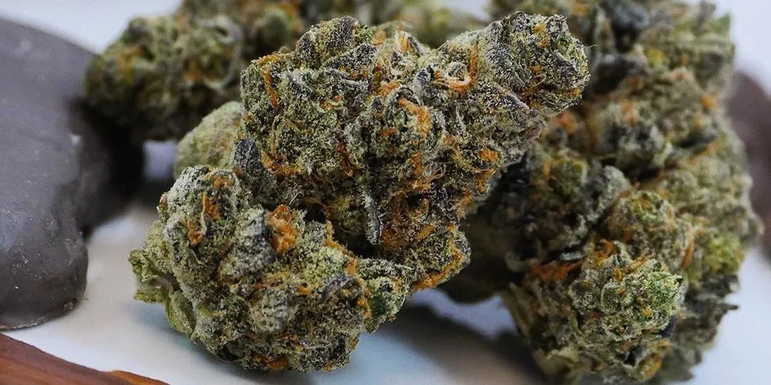 Cannabis Sativa: Die beliebtesten medizinischen Anwendungen