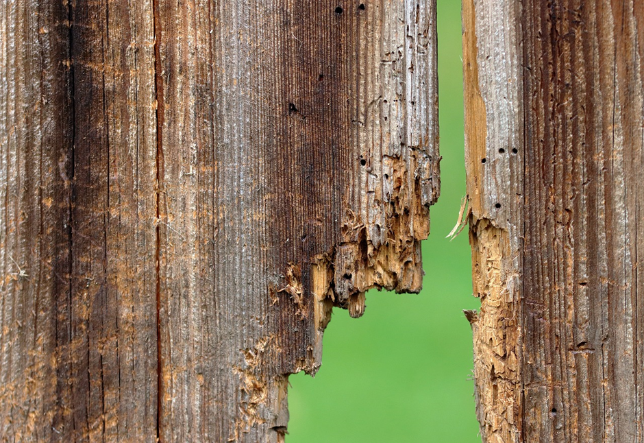 Holzfäule: Was sie verursacht und wie man sie verhindert