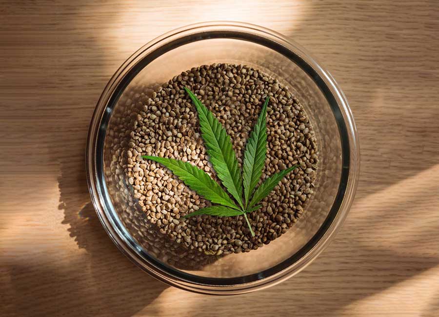 Vom Samen zum Rauch: Finden Sie die perfekten Cannabissamen für Ihre persönlichen Vorlieben