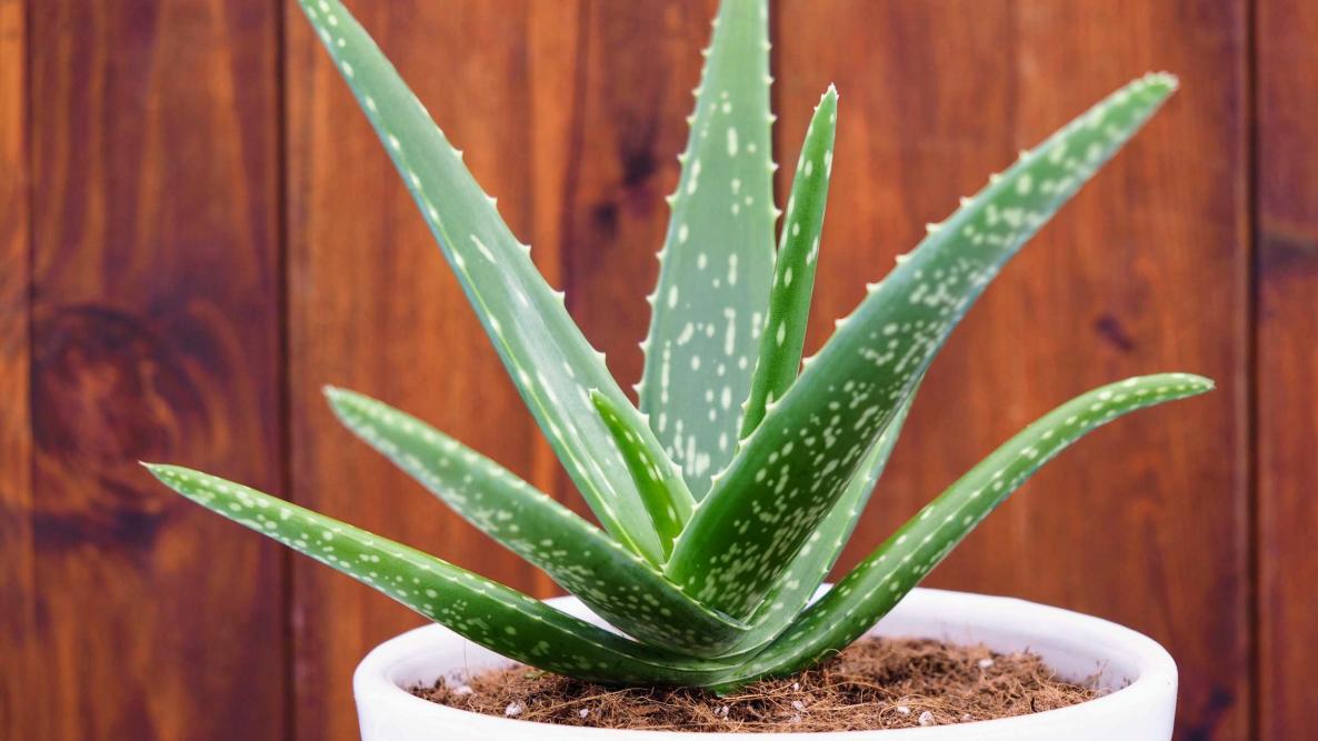 Aloe Vera Gelly Gel: Ein Muss für Ihre natürliche Hautpflege – vom unabhängigen Distributor empfohlen