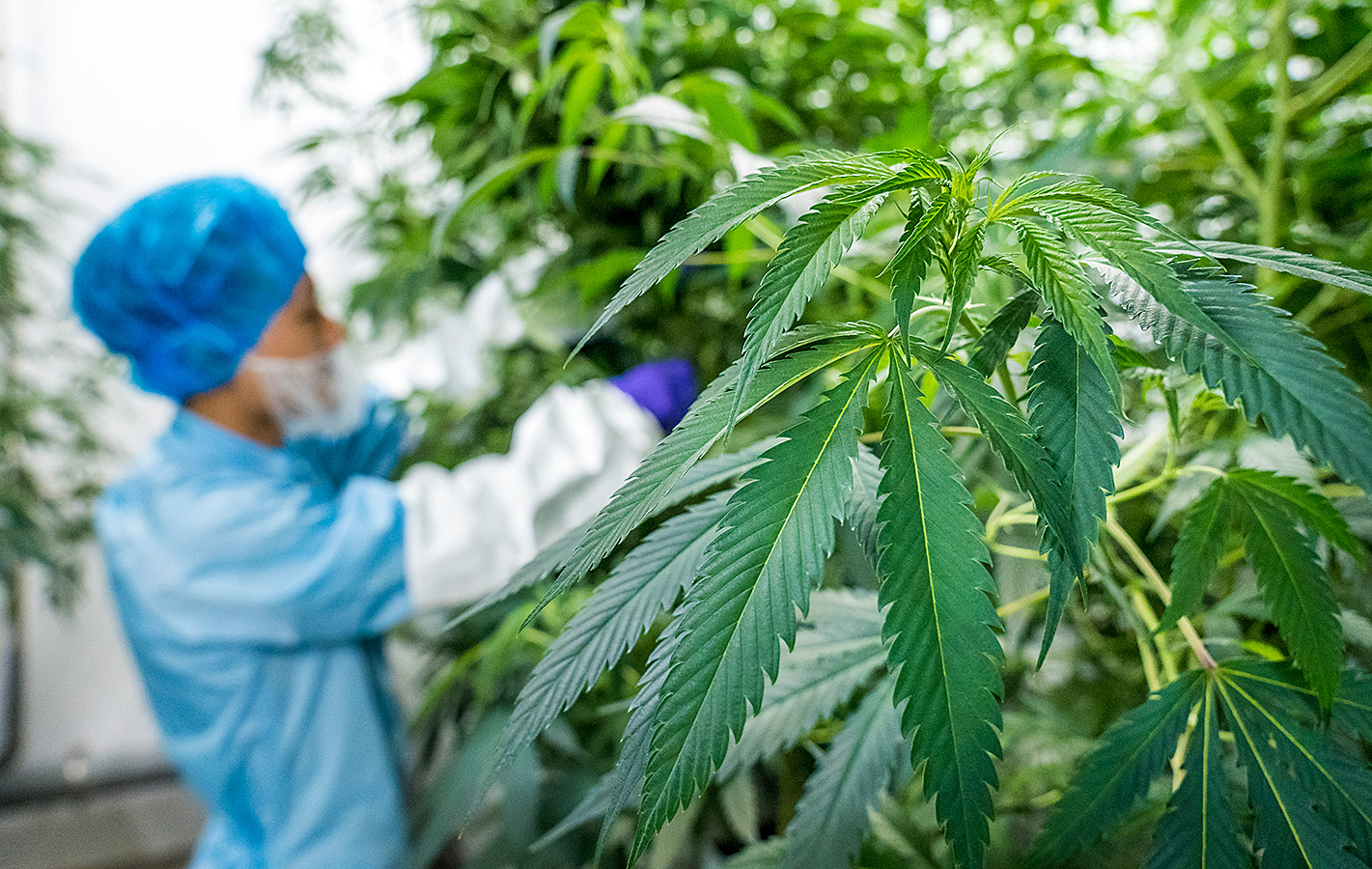 Cannabispflanzen, die im Freien wachsen (Erde in Töpfen) – Woche für Woche in der vegetativen Phase