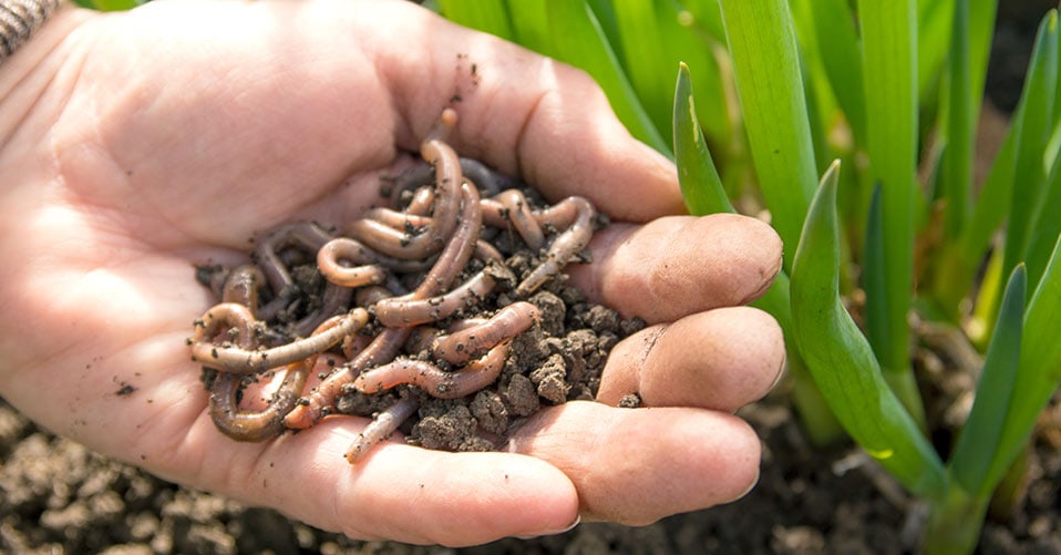 Entdecken Sie die Vorteile: Kaufen Sie Regenwürmer für eine nachhaltige Gartenarbeit