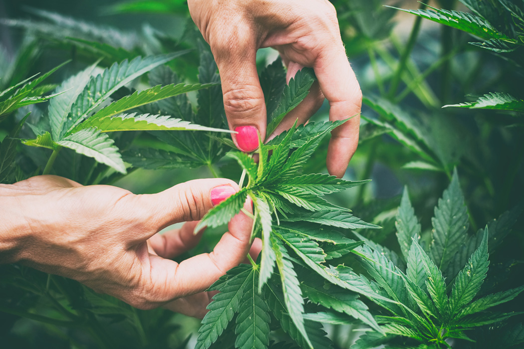 Cannabispflanzen, die im Freien wachsen (Erde in Töpfen) – Woche für Woche in der vegetativen Phase