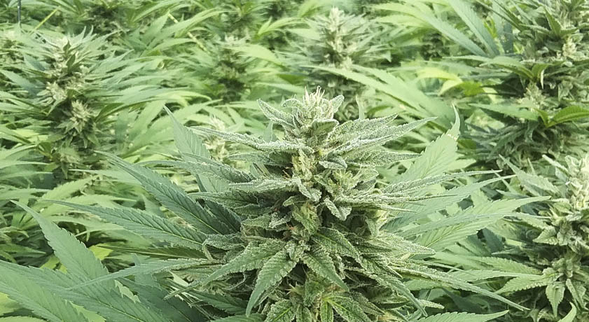 Testsieger: Wo kann man hochwertiges CBD kaufen?